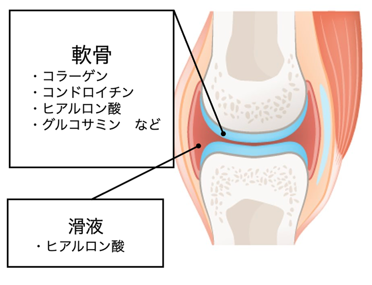 ひざ関節の構造：軟骨（コラーゲン・コンドロイチン・ヒアルロン酸・グルコサミン等）と滑液（ヒアルロン酸）